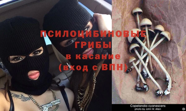 прущие грибы Абинск